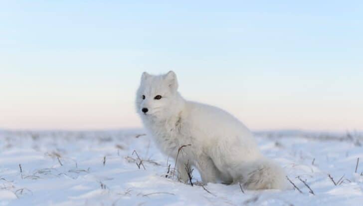 Arctic fox with small ears standing on snowy terrain