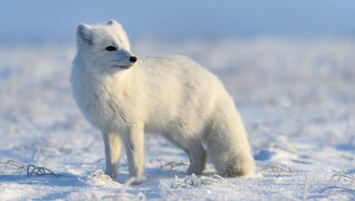 An Arctic fox with thick white fur standing on a snowy landscape