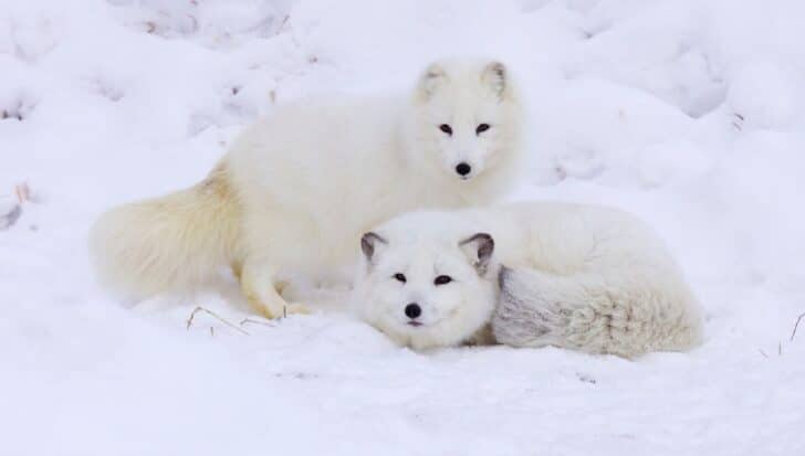 Two arctic foxes in snowy terrain, one standing and one curled up