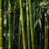 Close-up view of a dense bamboo forest with tall green bamboo stalks and leaves