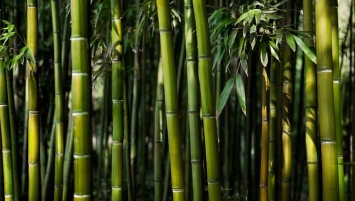 Close-up view of a dense bamboo forest with tall green bamboo stalks and leaves